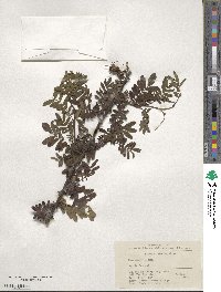 Rosa omeiensis image