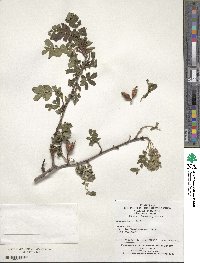 Rosa omeiensis image