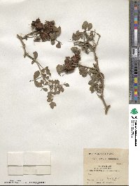 Rosa roxburghii image