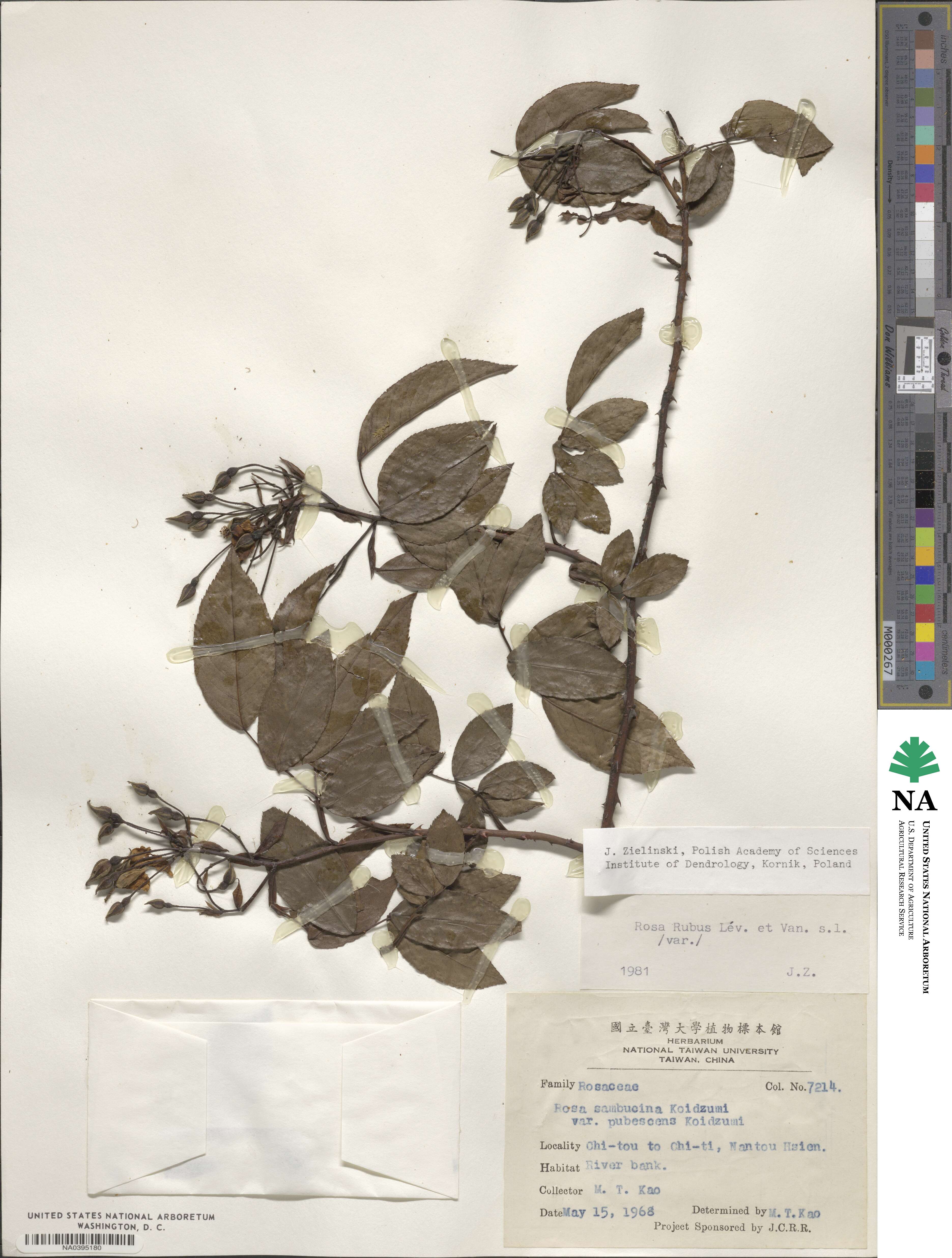 Rosa rubus image