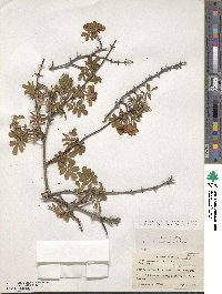 Rosa sericea image