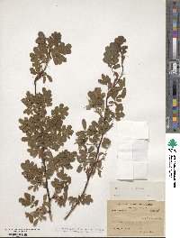 Rosa sericea image