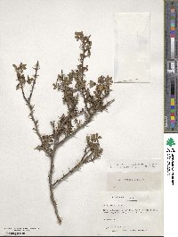 Rosa sericea image