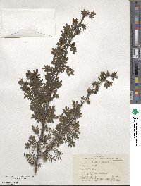 Rosa sericea image