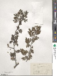 Rosa sericea image