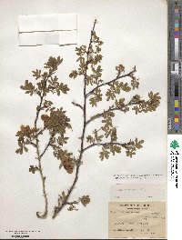 Rosa sericea image