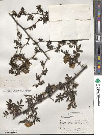 Rosa sericea image