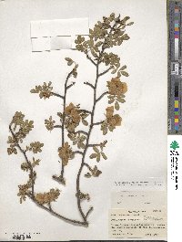 Rosa sericea image