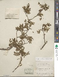 Rosa sericea image