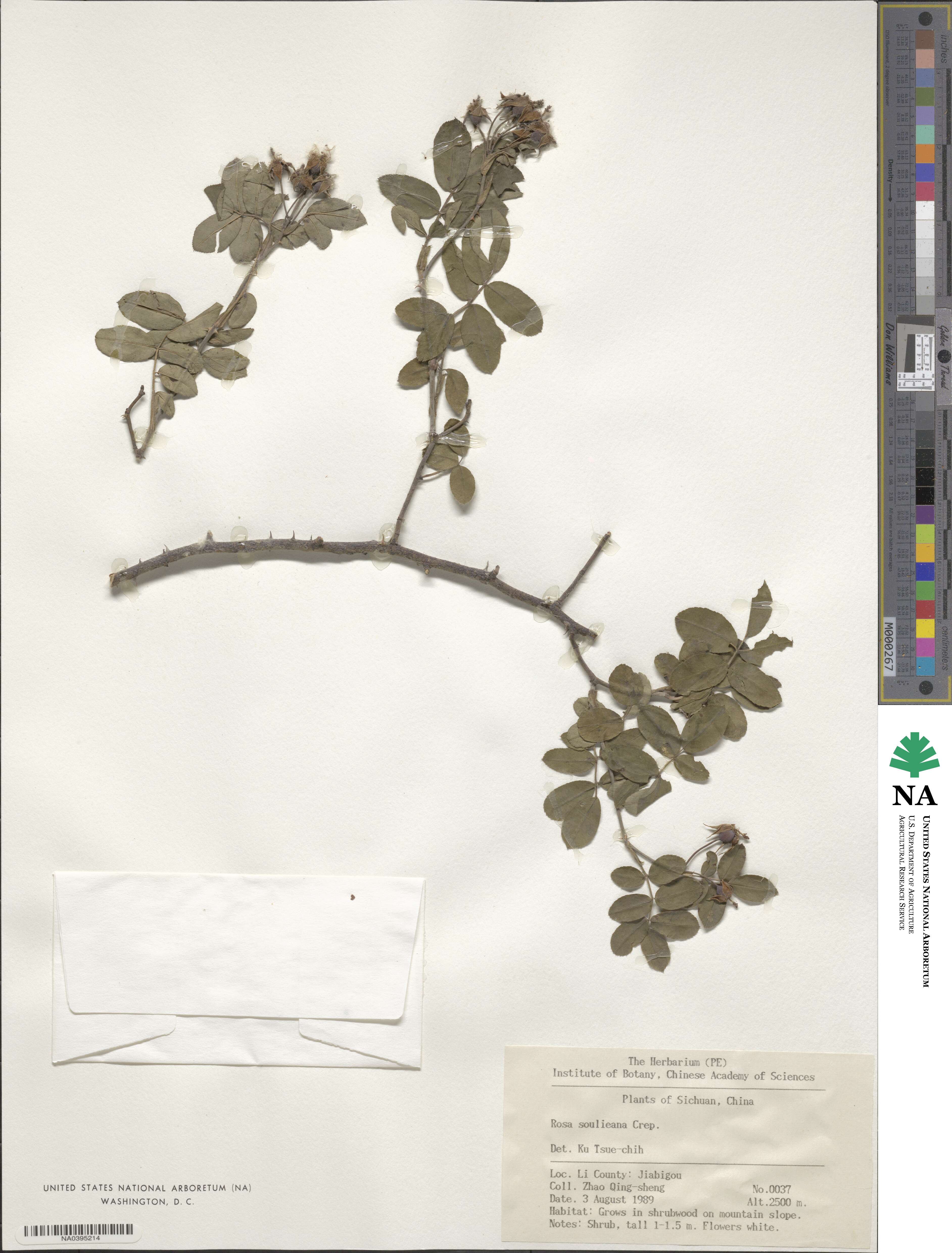 Rosa soulieana image