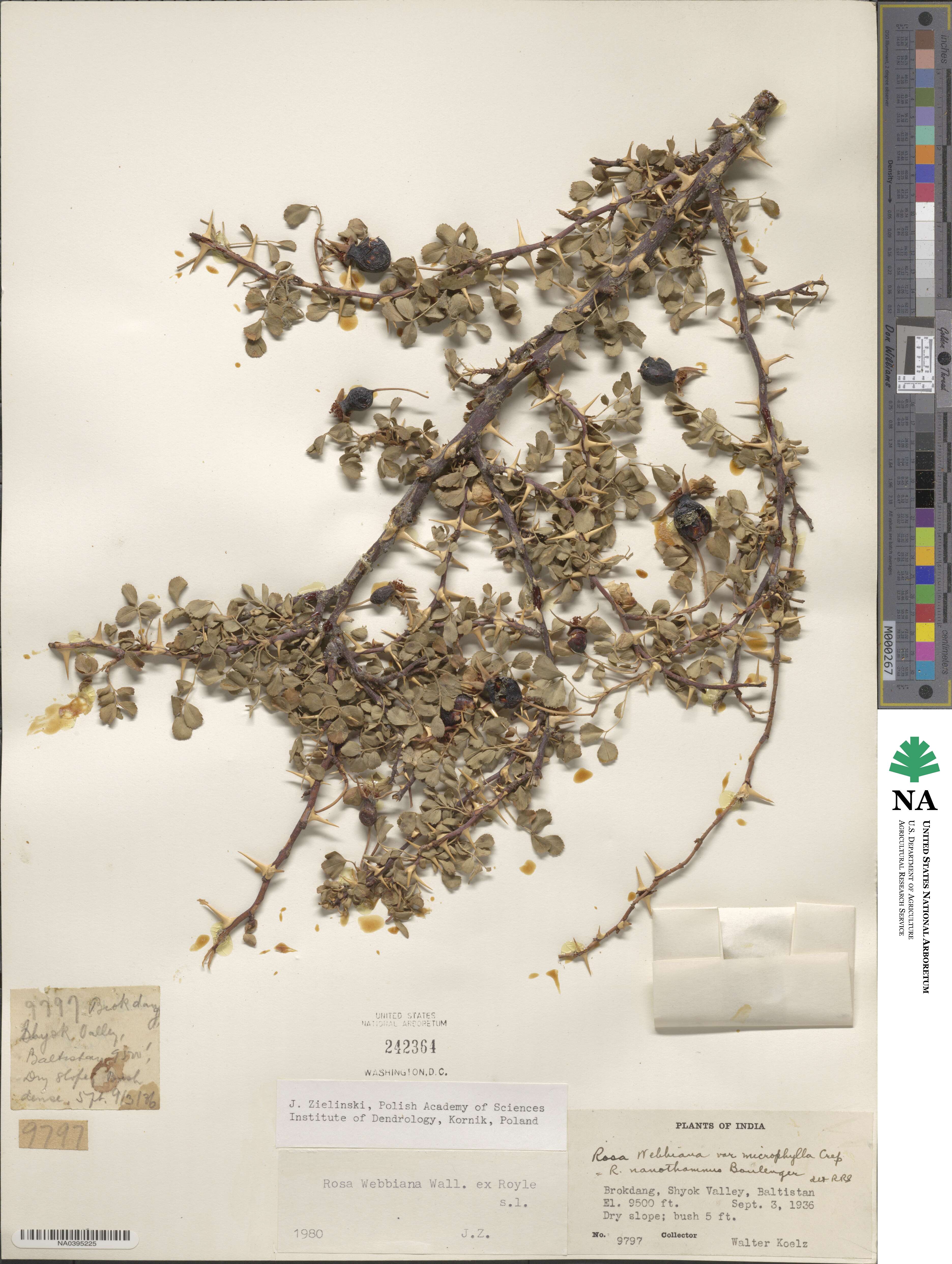 Rosa webbiana image