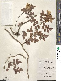 Rosa lucieae image