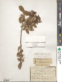 Image of Rosa abyssinica