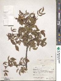 Rosa abyssinica image