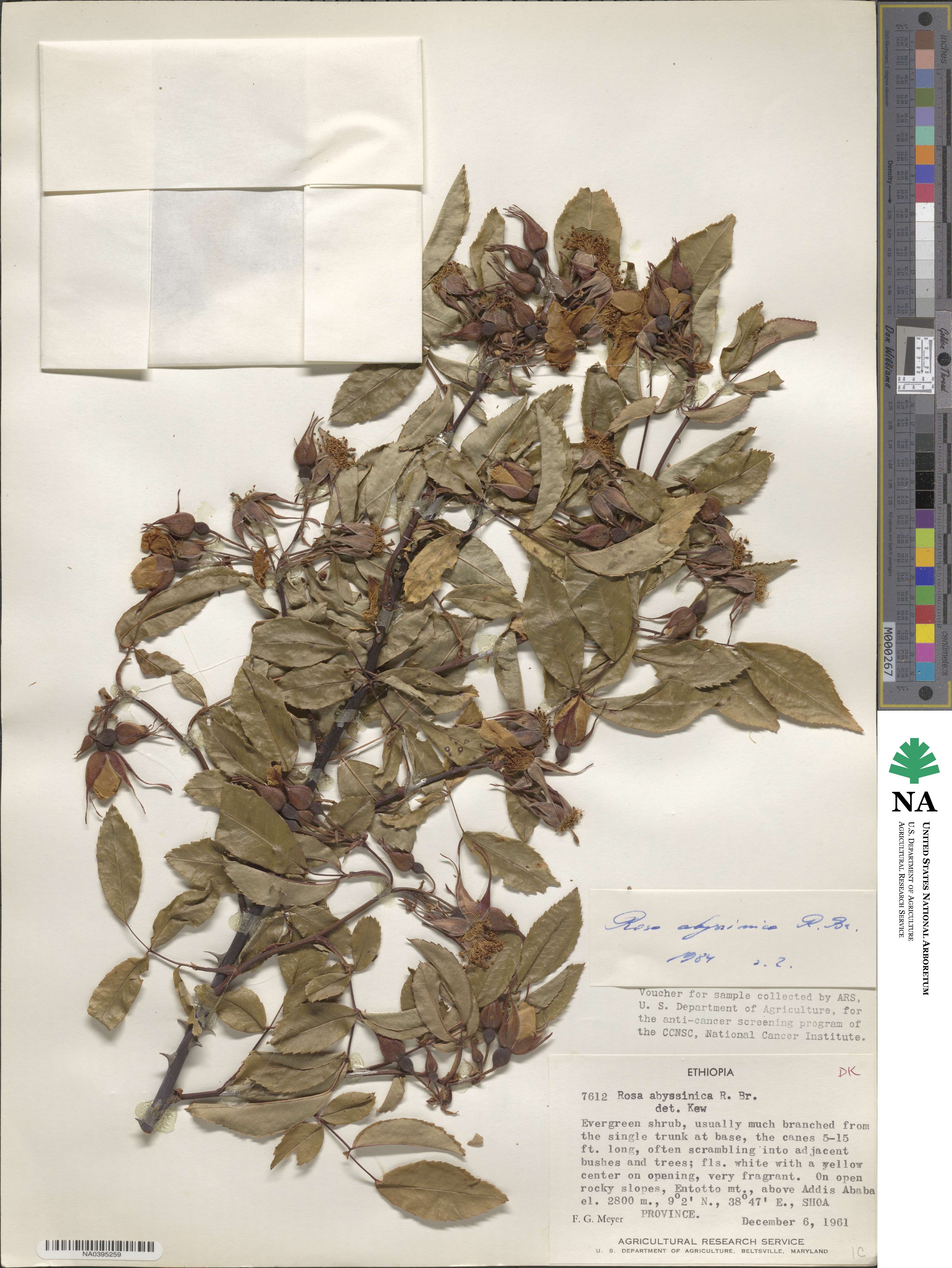 Rosa abyssinica image