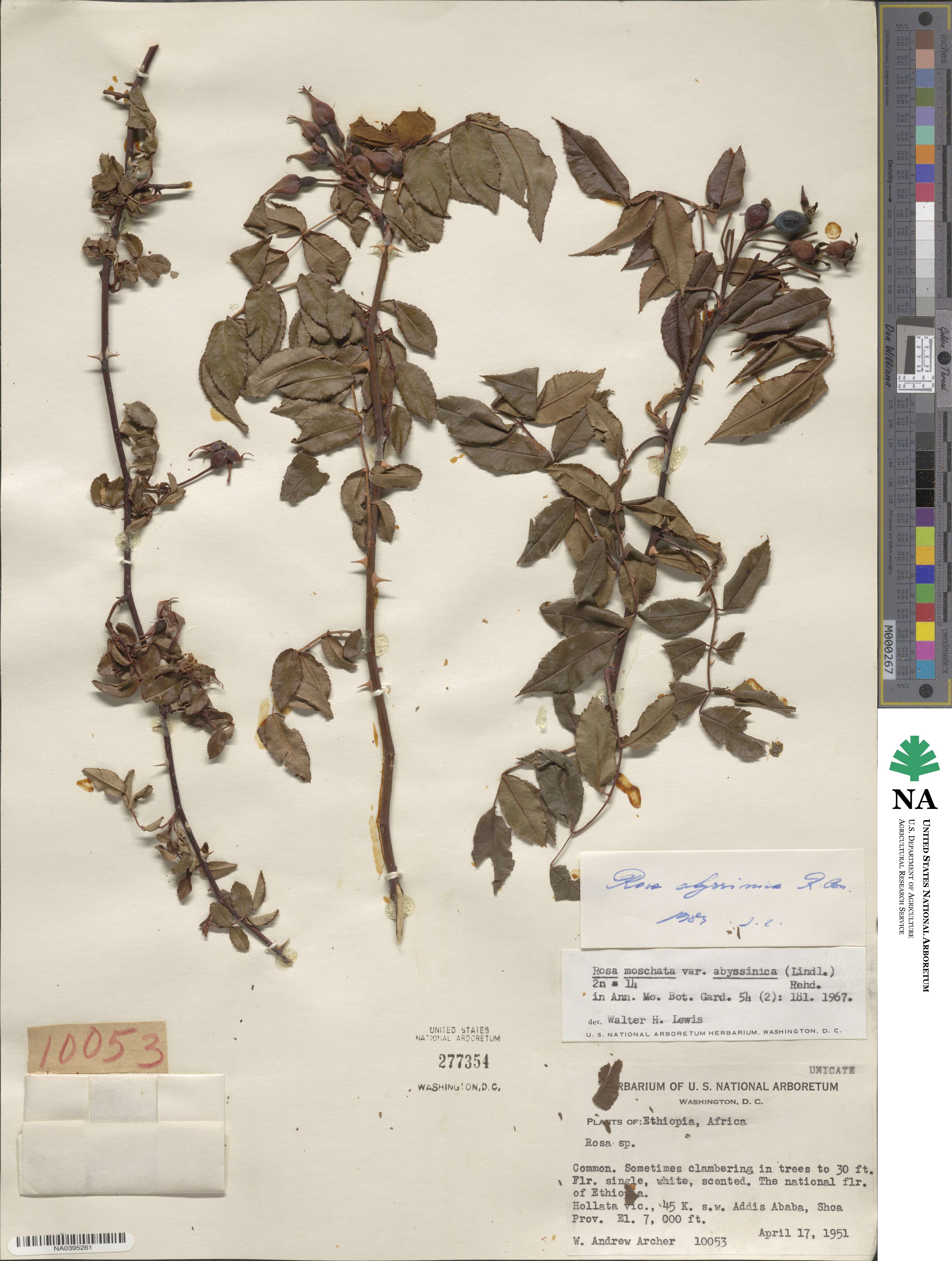 Rosa abyssinica image