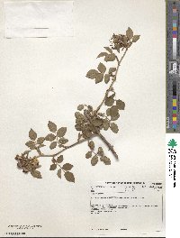 Rosa rubiginosa image