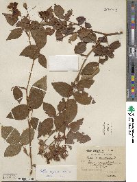 Rosa sempervirens image