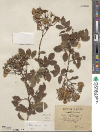 Rosa sempervirens image