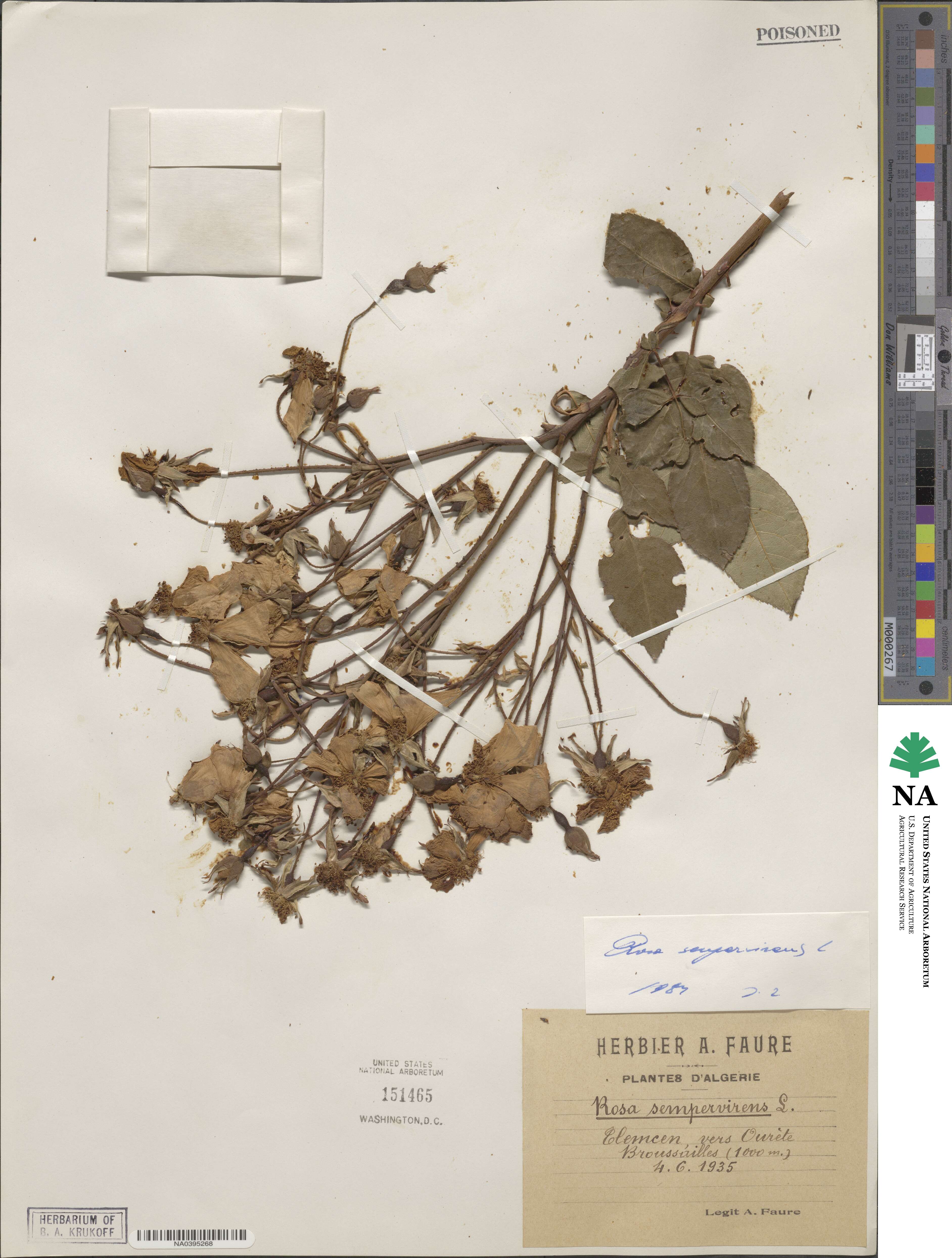 Rosa sempervirens image