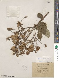 Rosa sempervirens image