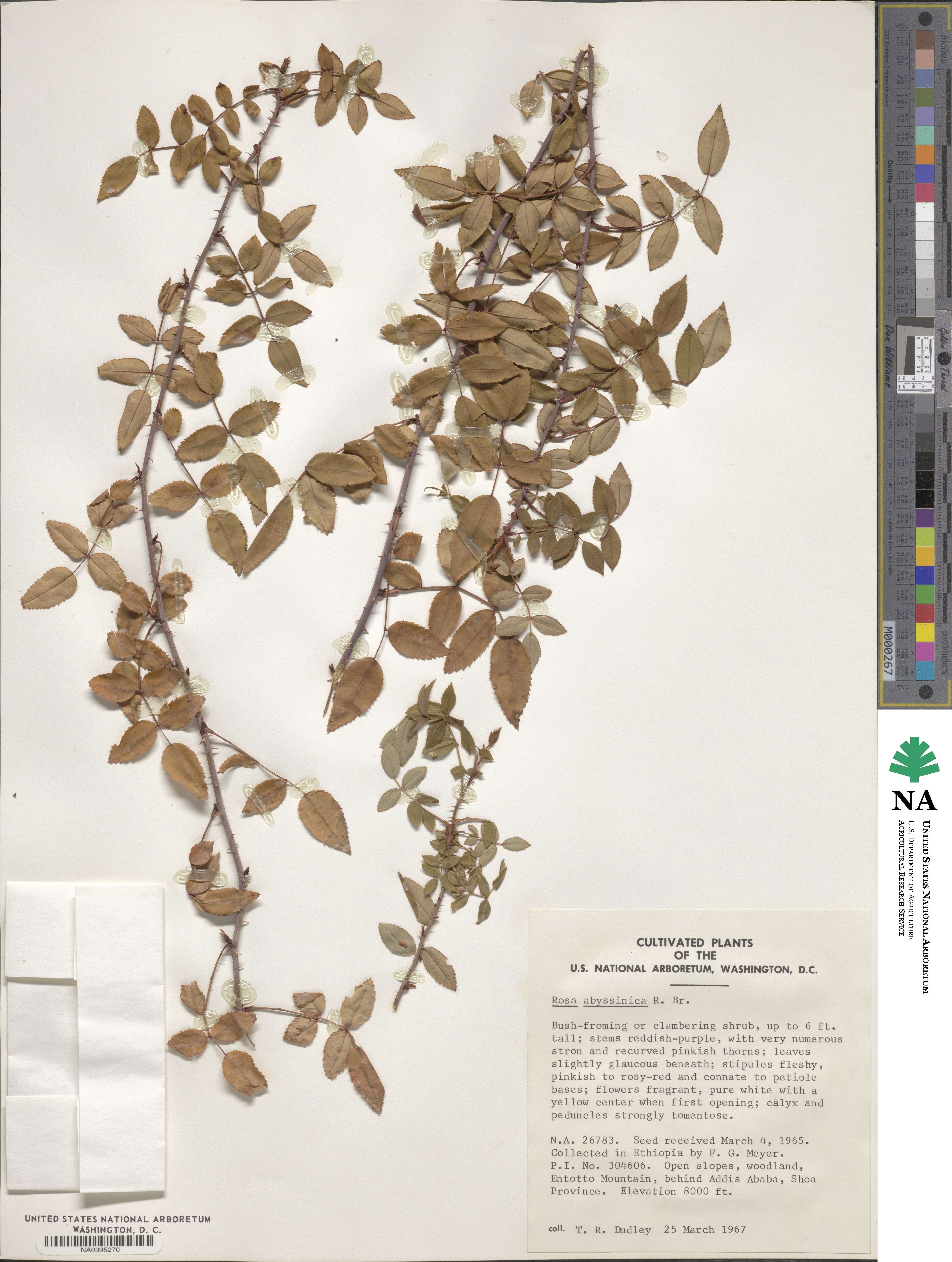 Rosa abyssinica image