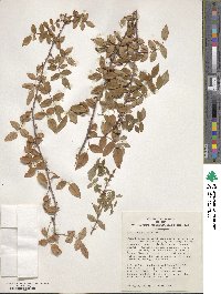 Rosa abyssinica image