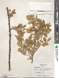 Rosa acicularis image