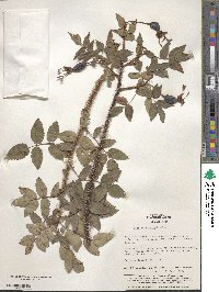 Rosa acicularis image