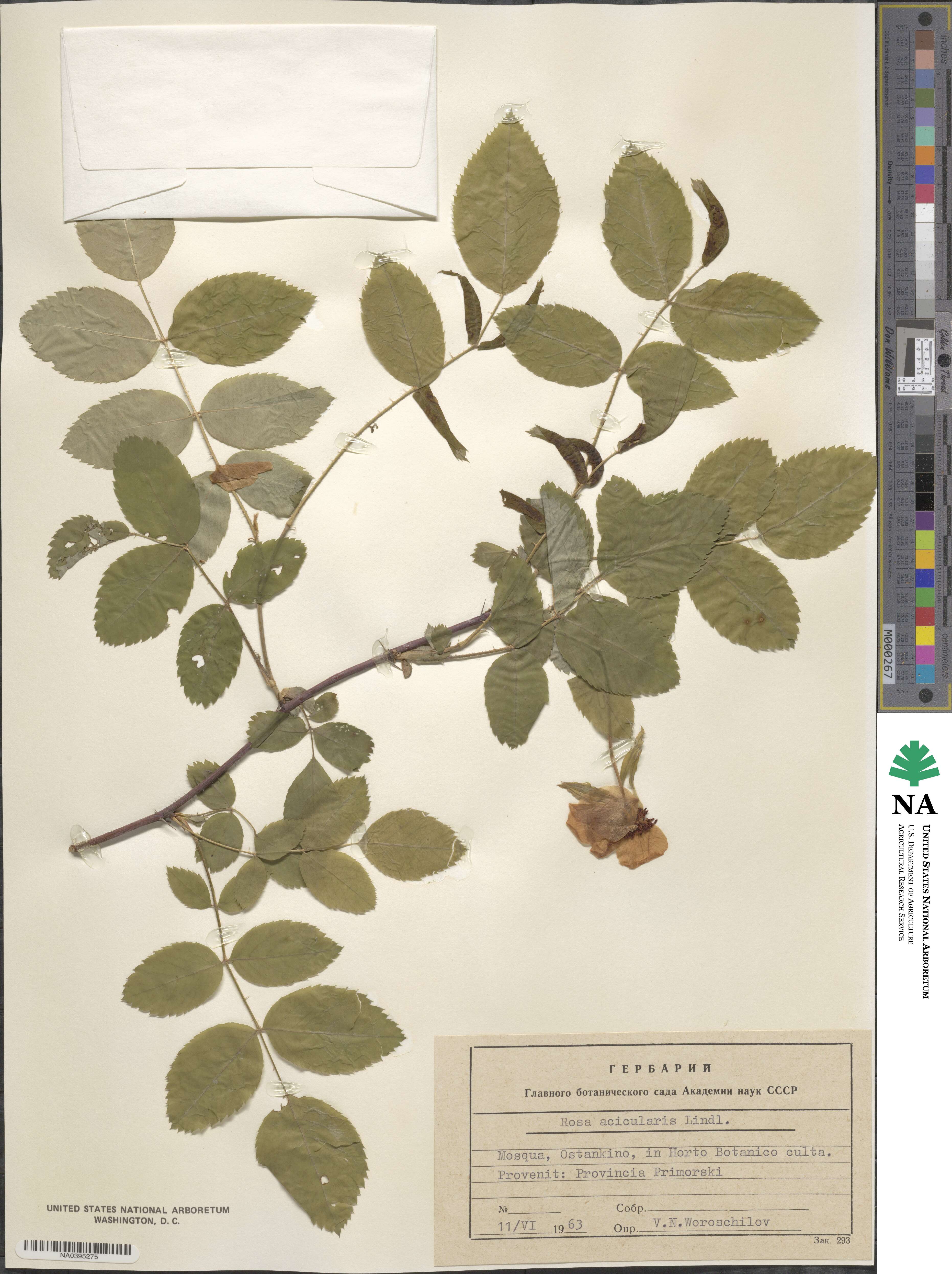 Rosa acicularis image