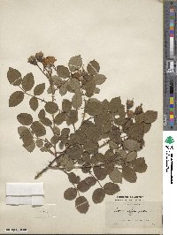 Rosa sempervirens image