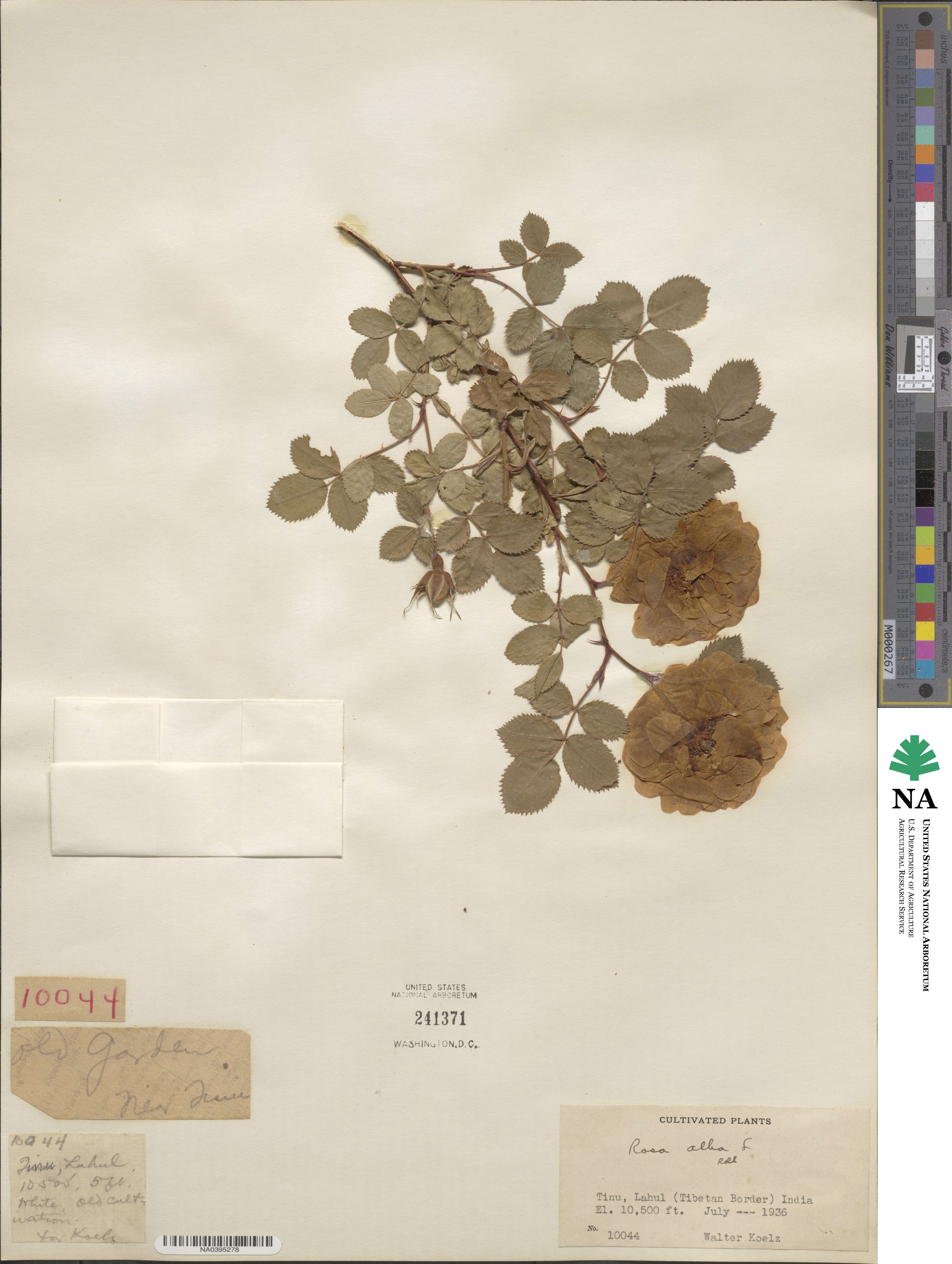 Rosa sempervirens image