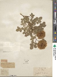 Rosa sempervirens image