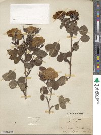 Rosa sempervirens image