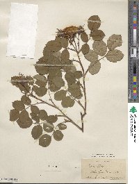 Rosa sempervirens image