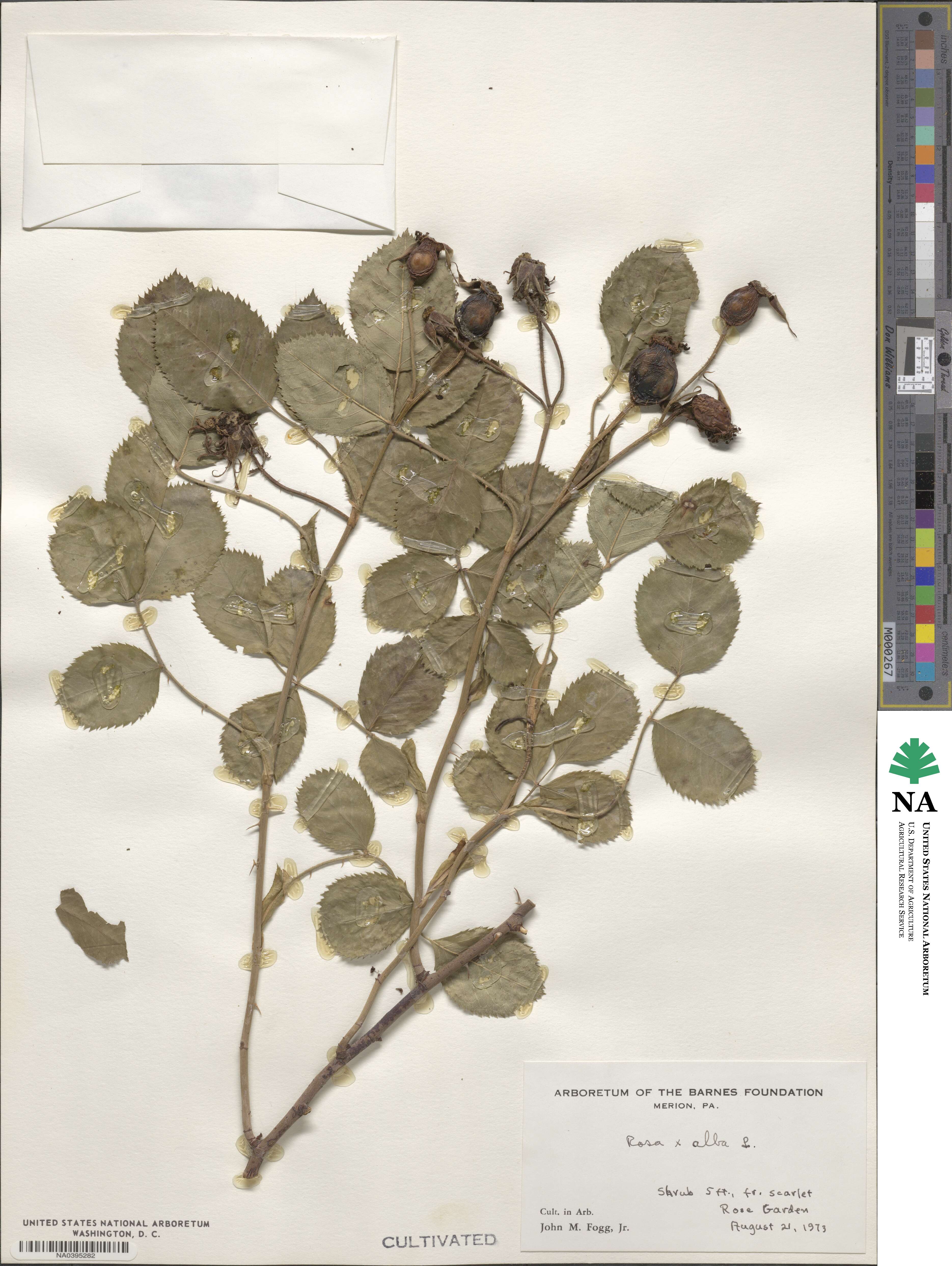 Rosa sempervirens image