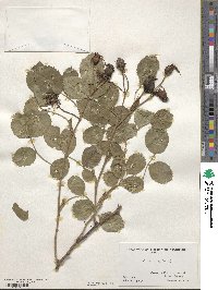 Rosa sempervirens image