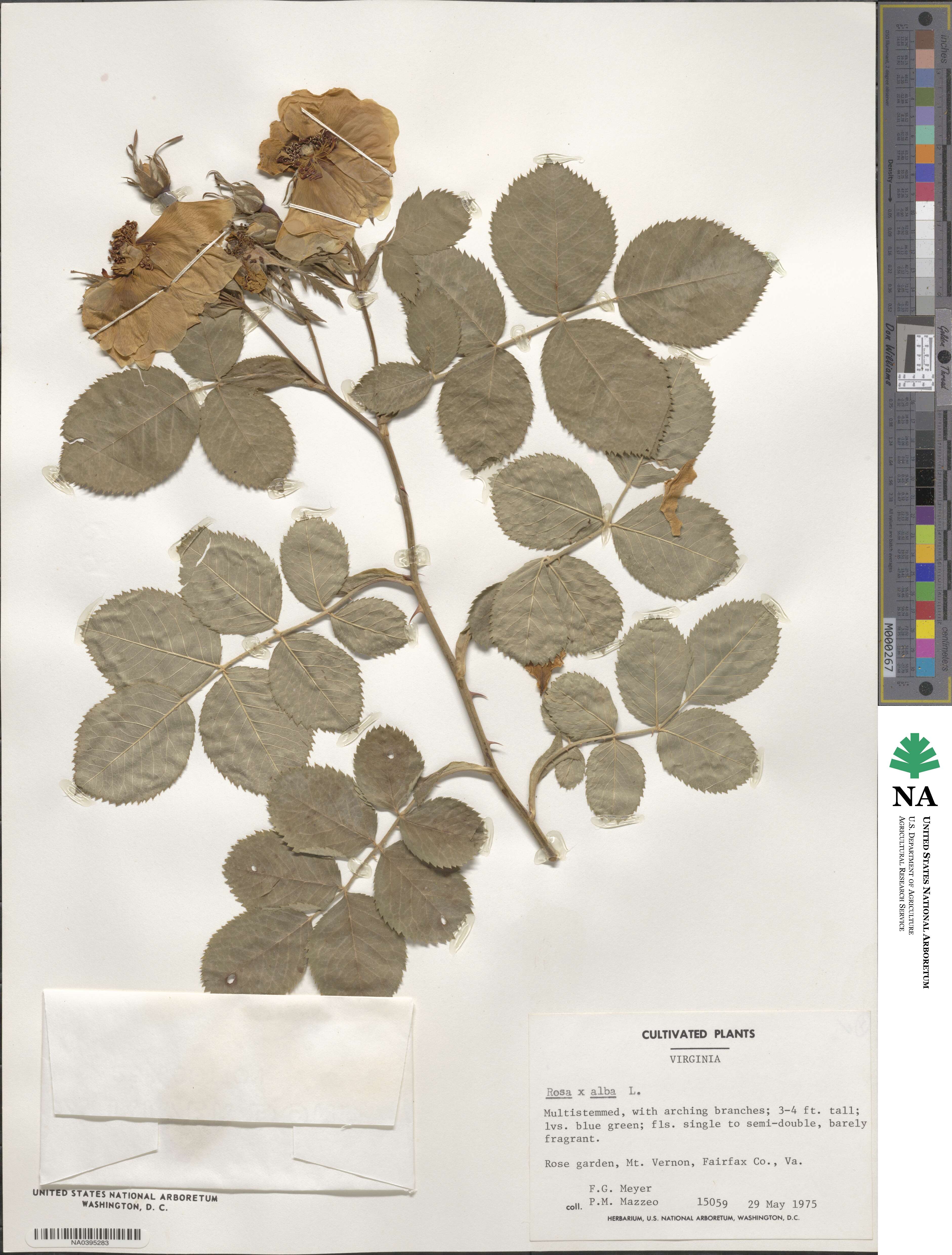 Rosa sempervirens image