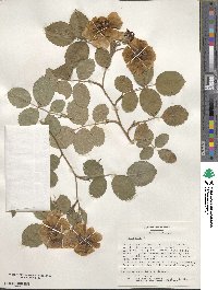 Rosa sempervirens image