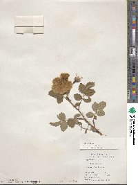 Rosa sempervirens image