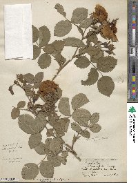 Rosa sempervirens image