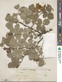 Rosa sempervirens image