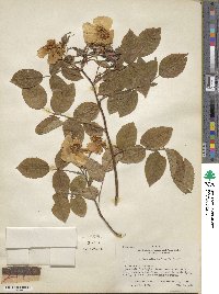 Rosa sempervirens image