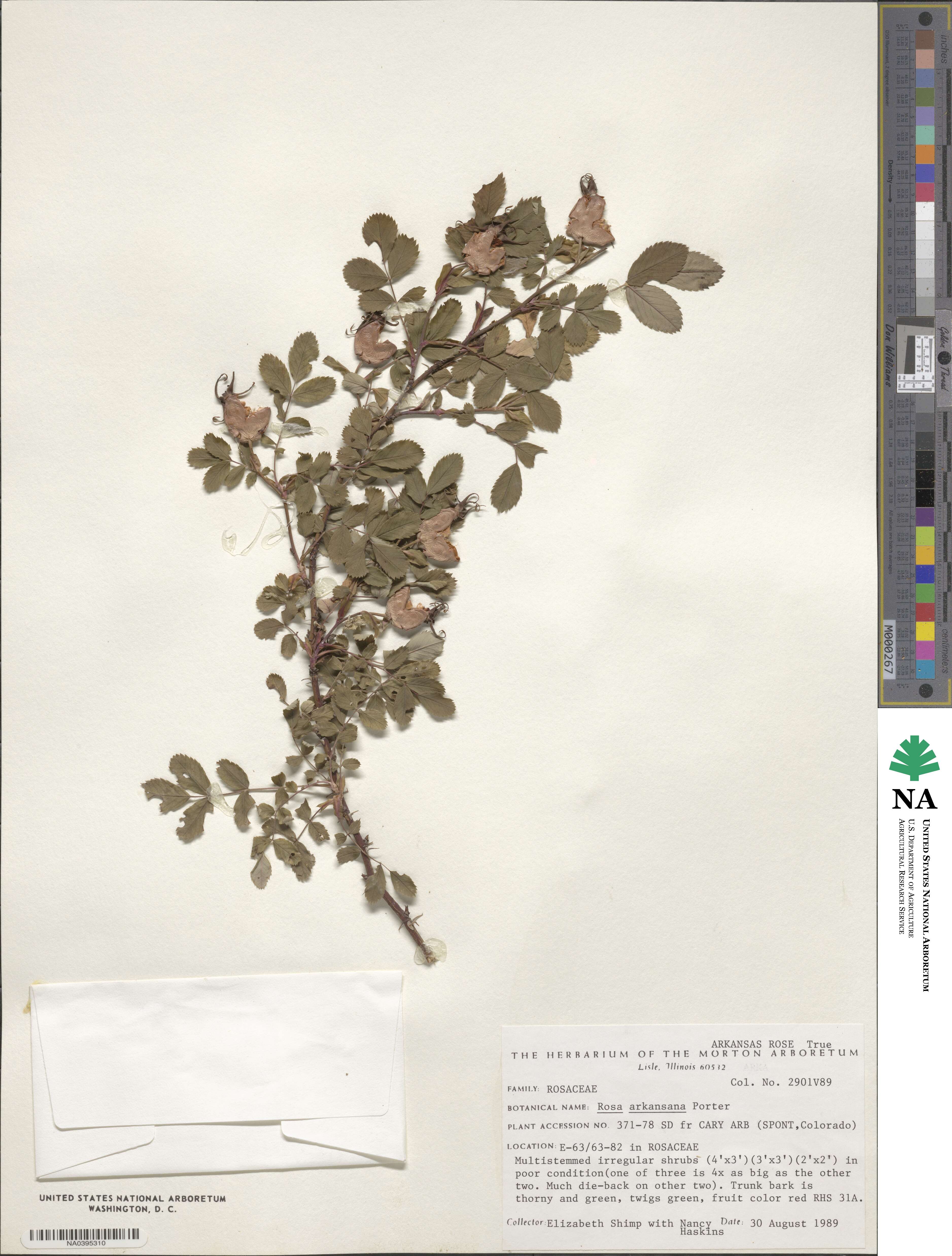 Rosa arkansana image