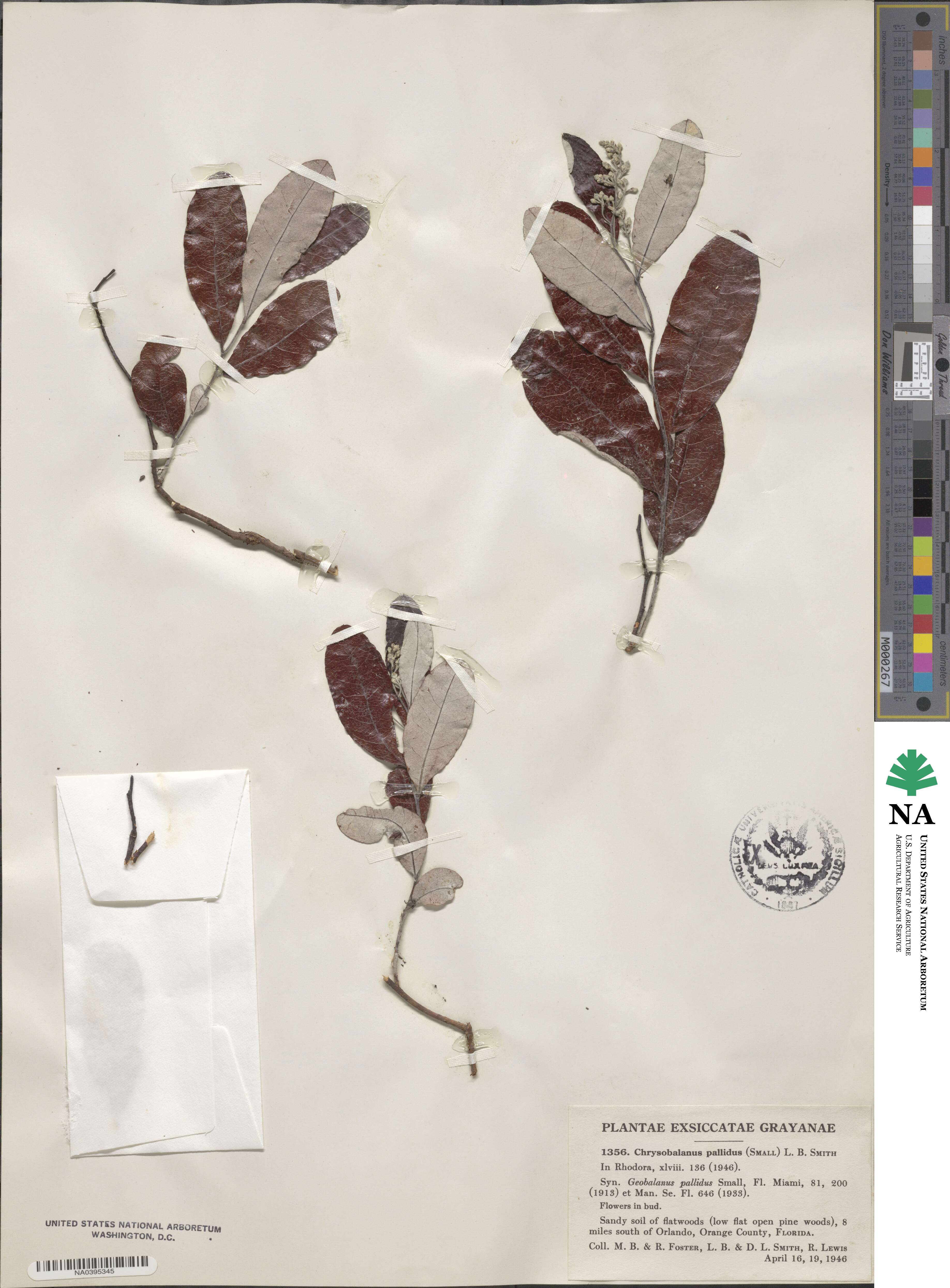 Geobalanus oblongifolius image