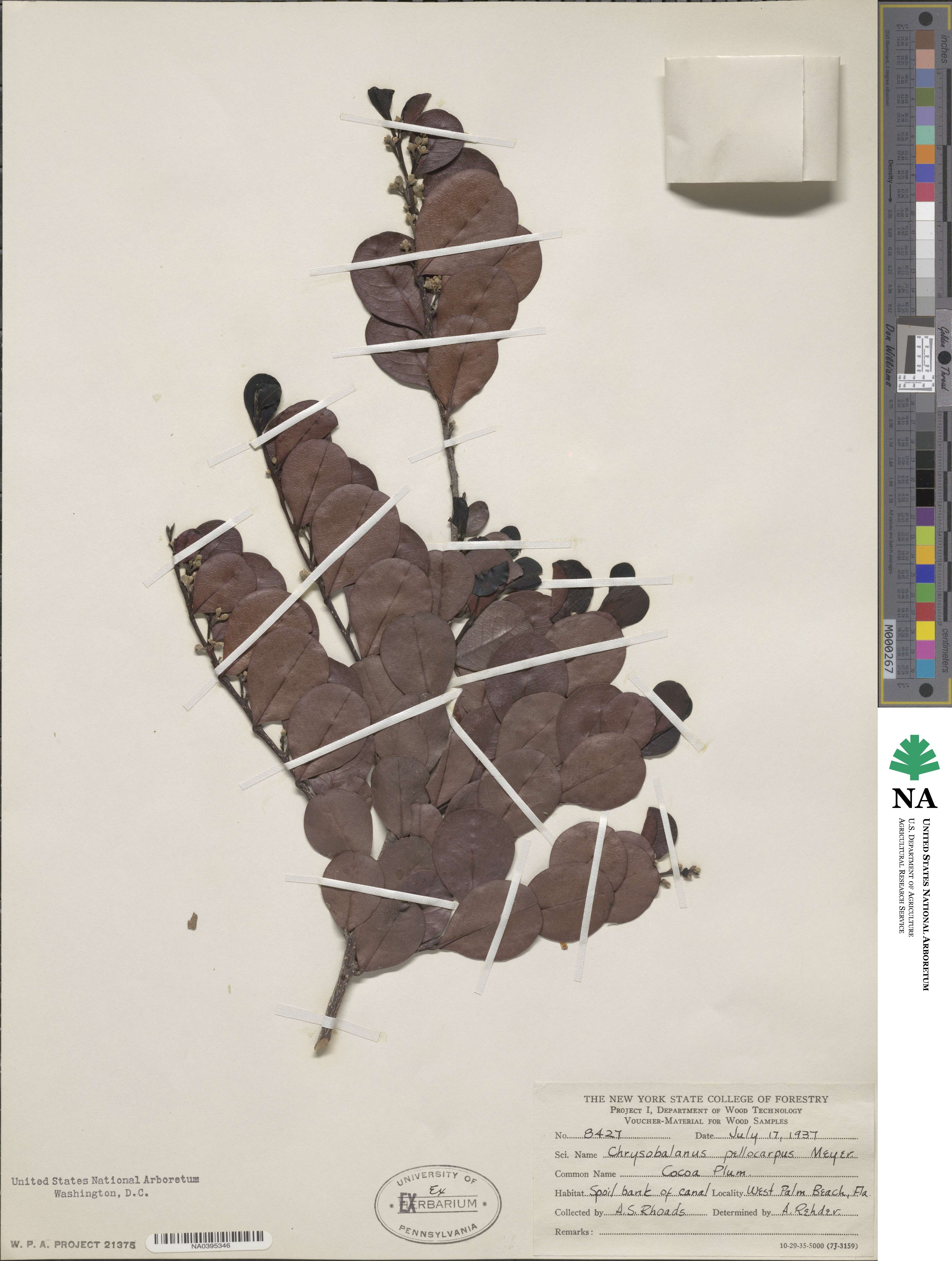 Chrysobalanus icaco subsp. icaco image