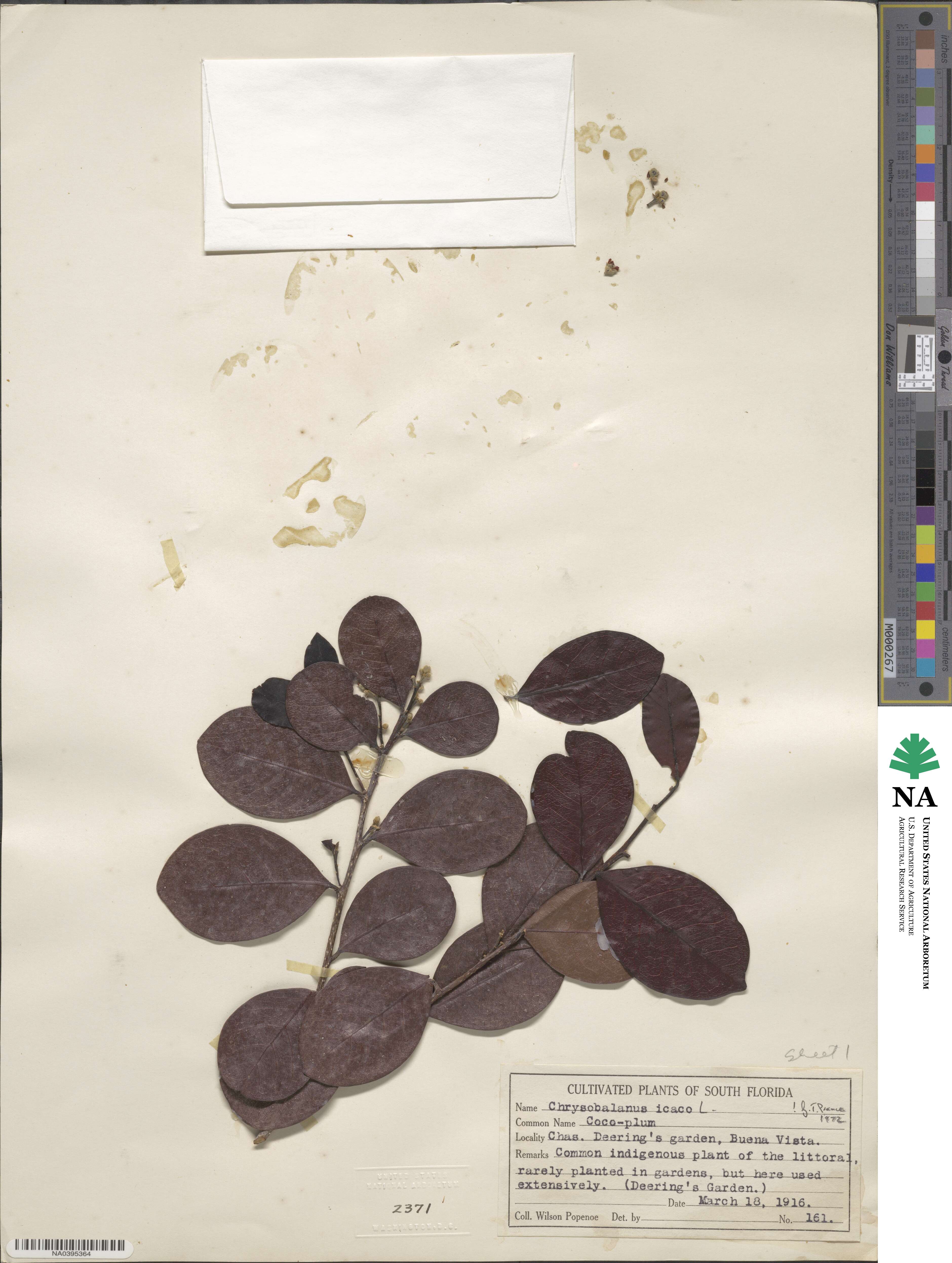 Chrysobalanus icaco image