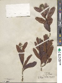 Geobalanus oblongifolius image