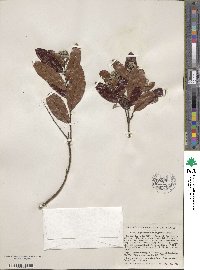 Geobalanus oblongifolius image