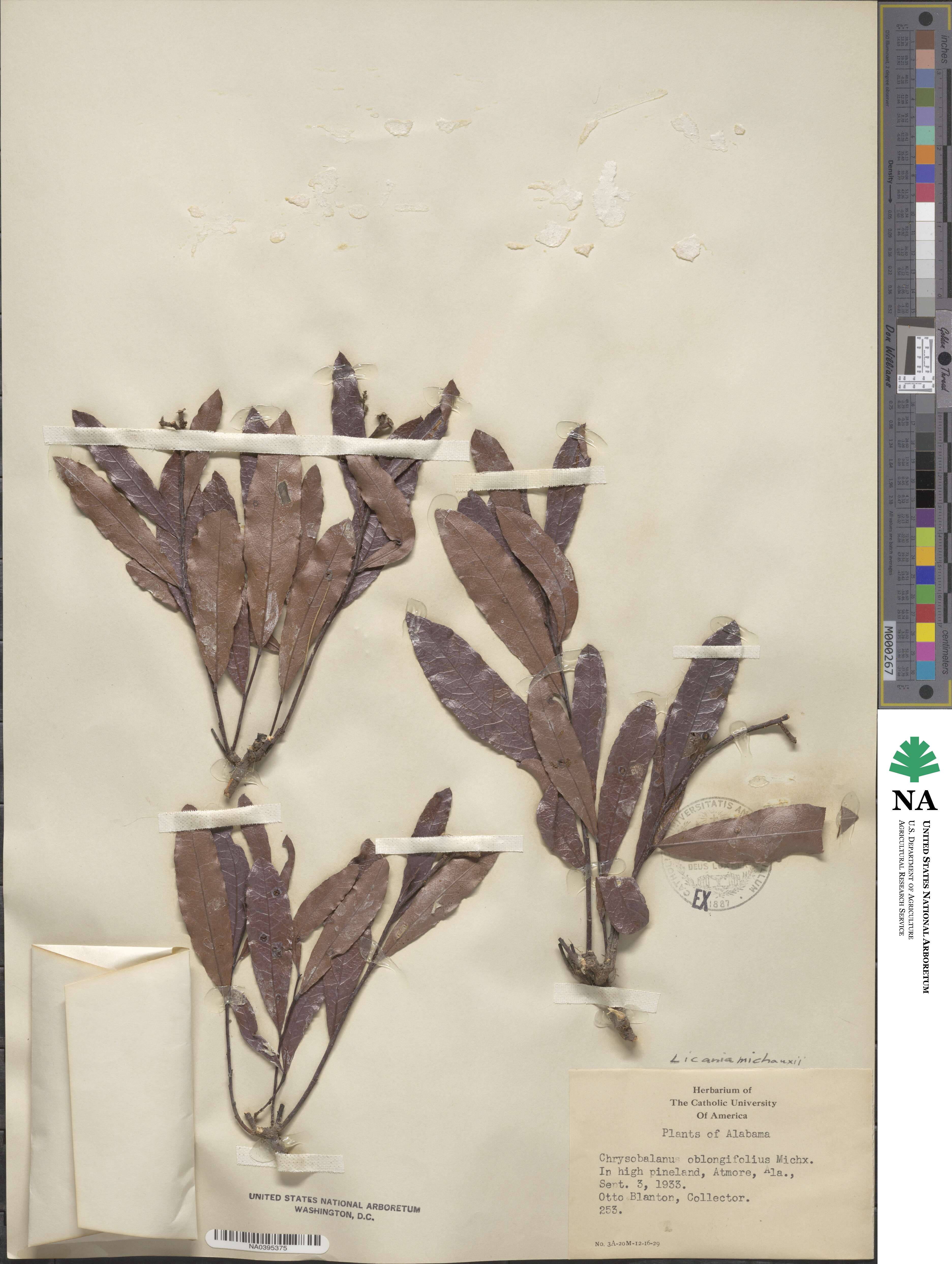 Geobalanus oblongifolius image